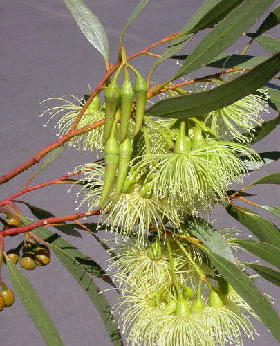 Eucalyptus eremophila