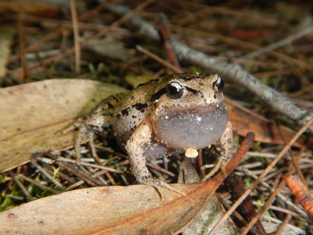 Haswell's Frog (Paracrinia haswelli)