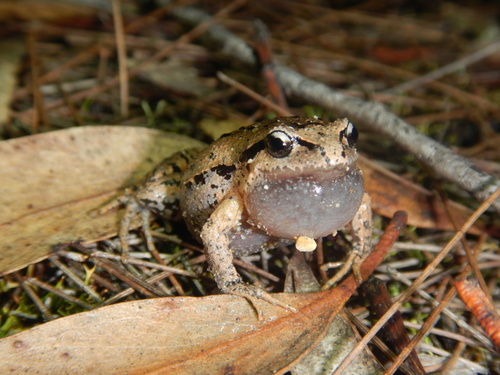 Haswell's Frog, Paracrinia haswelli
