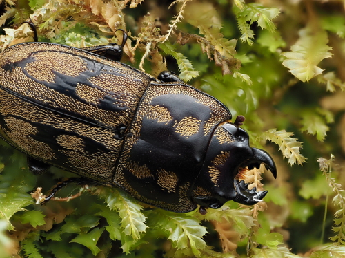 New Zealand Reticulated Stag Beetle photo 3