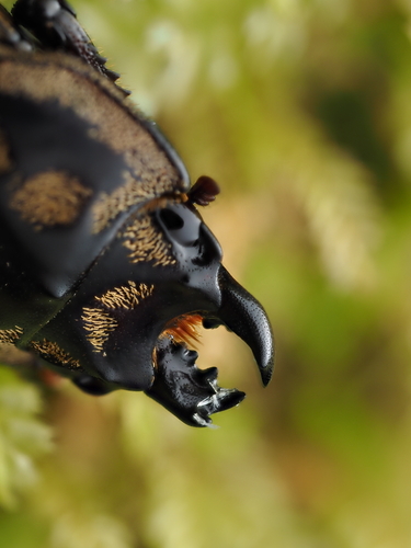 New Zealand Reticulated Stag Beetle photo 4