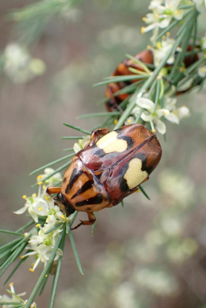 Yellowheart Fruit Chafer from Mhlatikop Trail, Malelane, South Africa ...