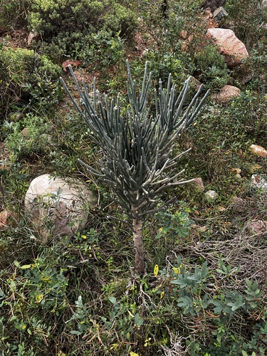 Euphorbia arbuscula, photograph 2