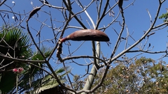 Pseudobombax palmeri