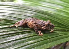 Pristimantis diadematus