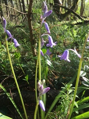 Hyacinthoides non-scripta