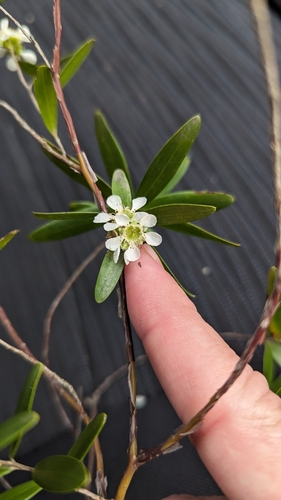 Image of Ngungun May Bush by no rights reserved