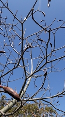 Pseudobombax palmeri