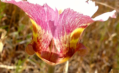 Calochortus venustus