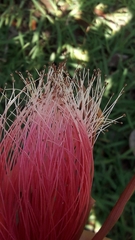 Pseudobombax palmeri