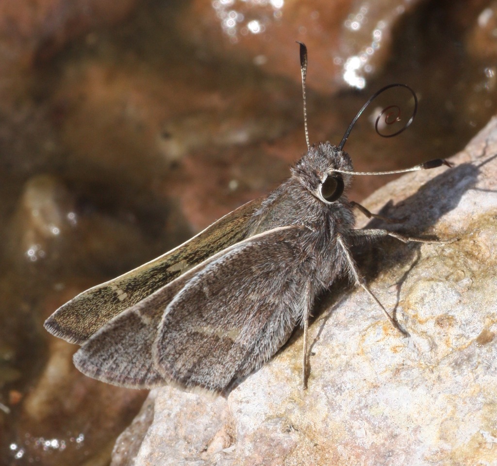 White-barred Skipper