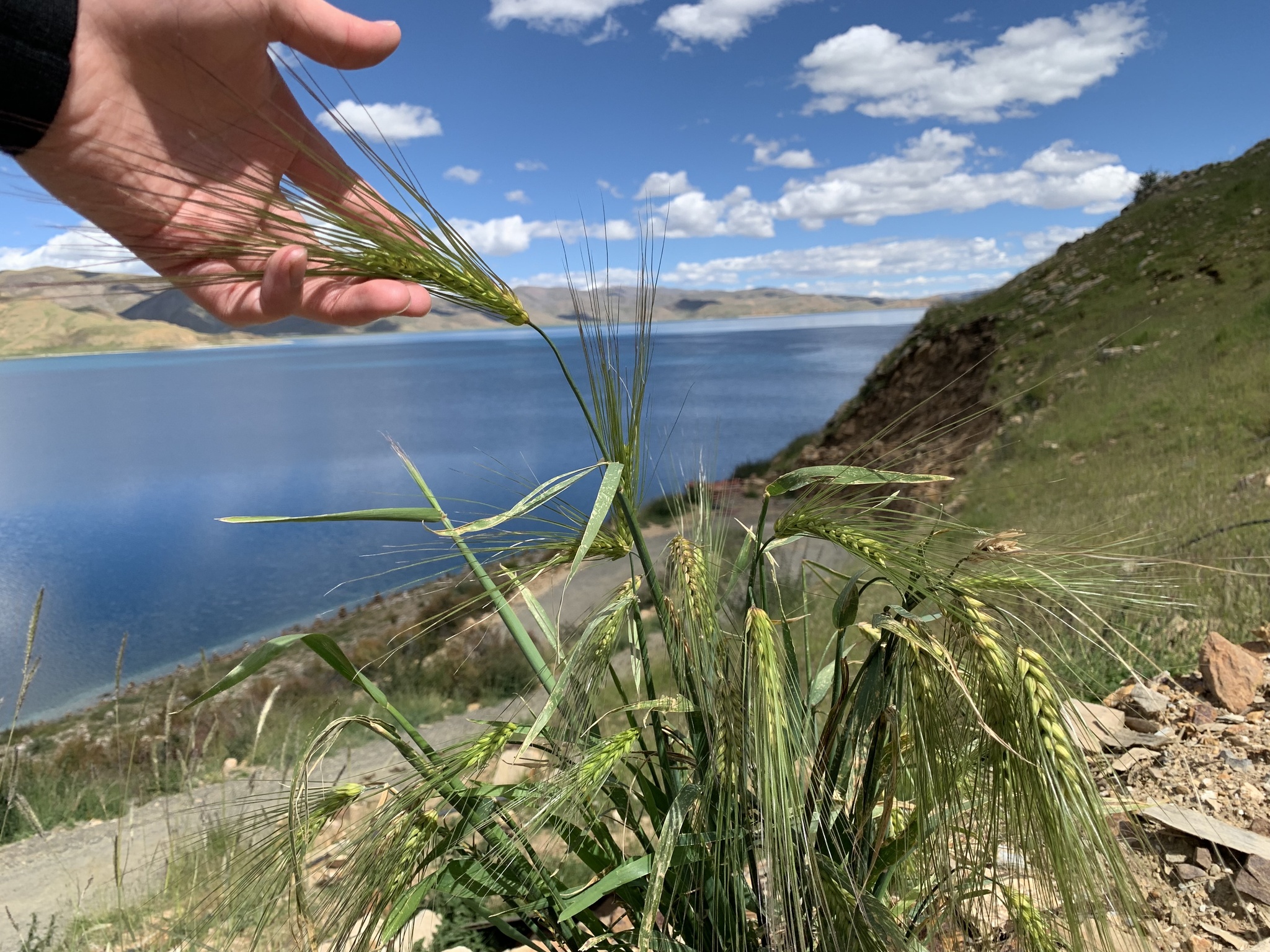Hordeum vulgare