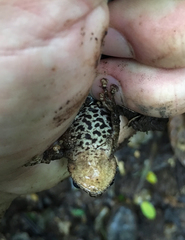 Pristimantis diadematus