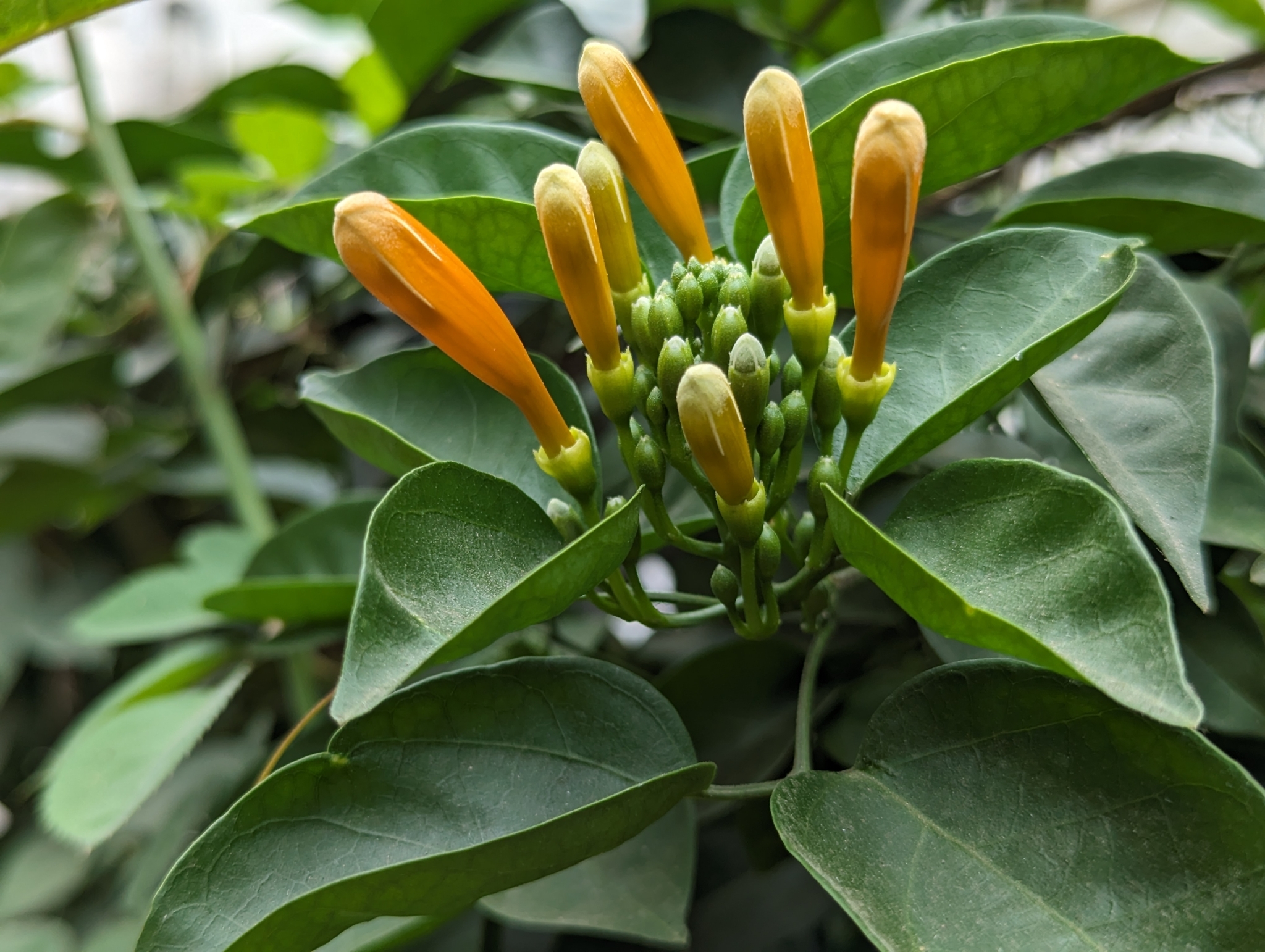 Imagem de Flor-de-são-joão