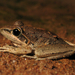 Broad-palmed Frog - Photo (c) Michael, some rights reserved (CC BY-NC-SA)