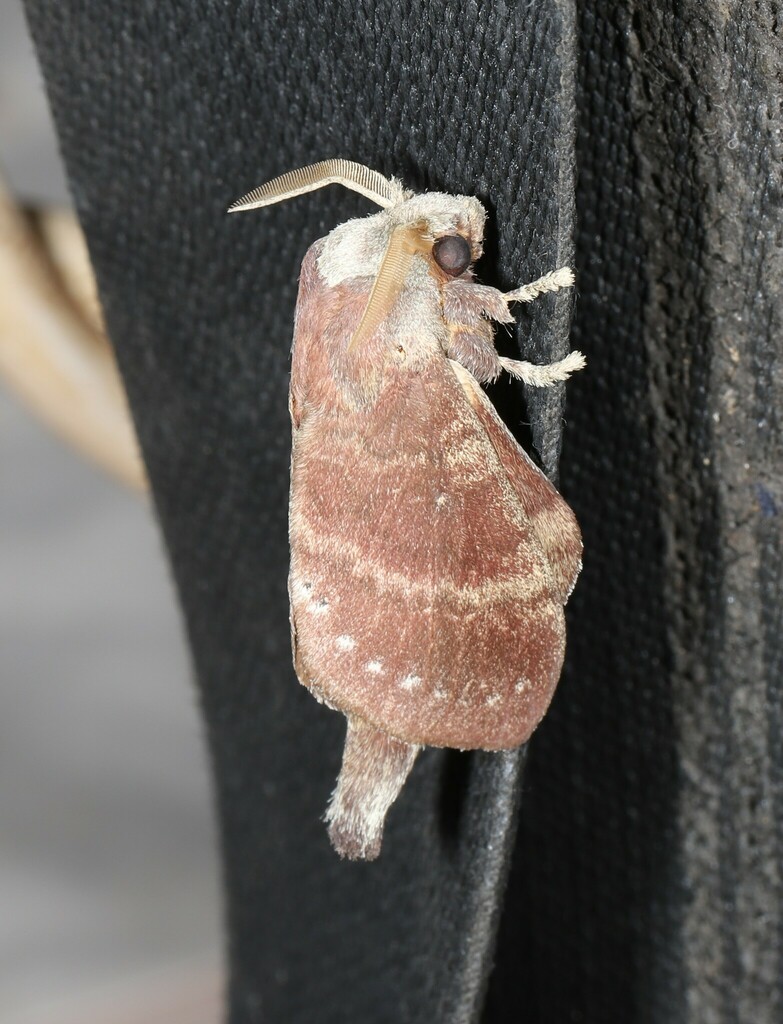 Cyclophragma centralistrigata