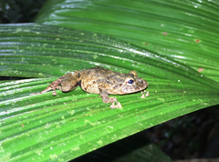Pristimantis diadematus
