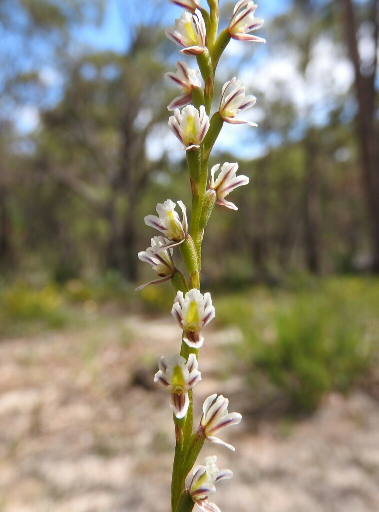 Dainty Leek Orchid