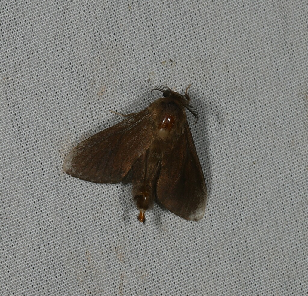 Mahasena inornata
