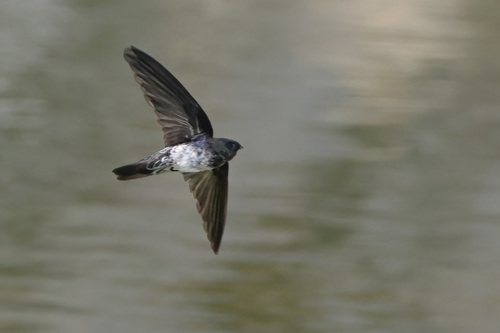 Christmas Swiftlet (Collocalia natalis), photo 3