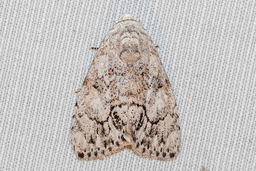 Barasa acronyctoides