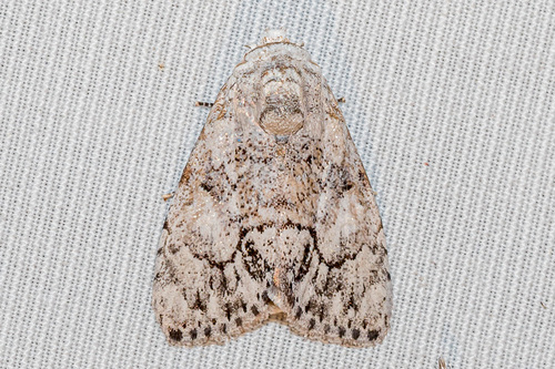 Barasa acronyctoides Walker, 1862