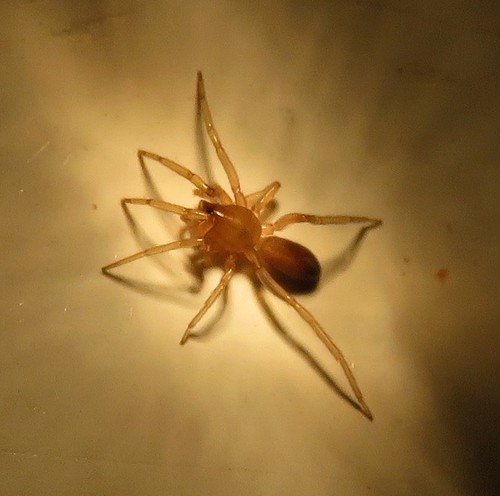 Dysderidae