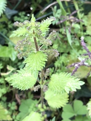 Urtica membranacea