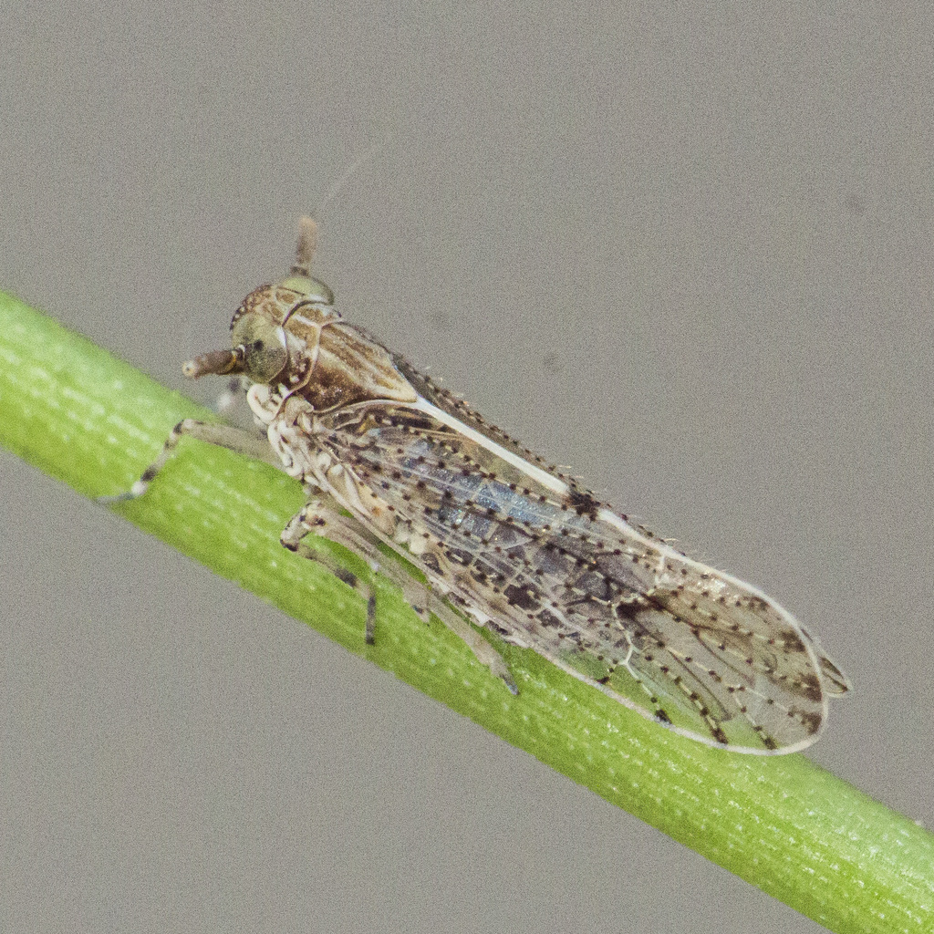 Pundaluoya