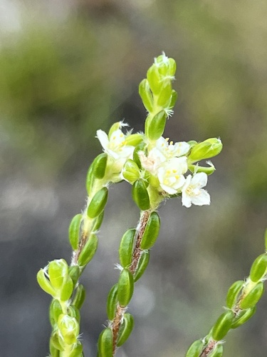 Heathy Stripper (Lachnaea ericoides)