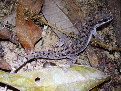 Minh Le's Leaf-toed Gecko, Dixonius minhlei