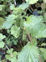 Urtica membranacea