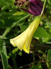 Oxalis pes-caprae