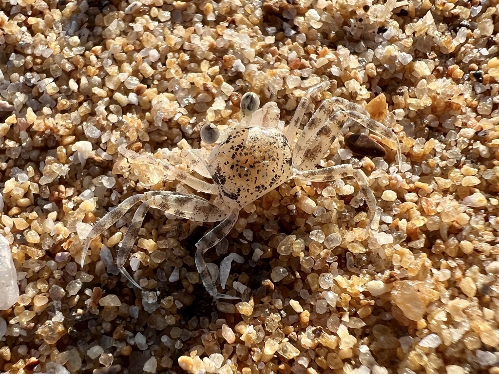 Smooth-handed Ghost Crab from Great Barrier Reef, South Mission Beach ...