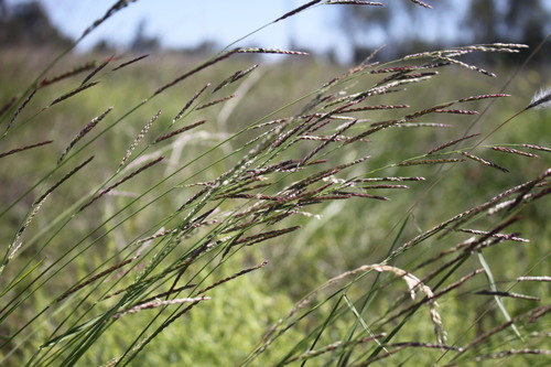 Eriochloa procera
