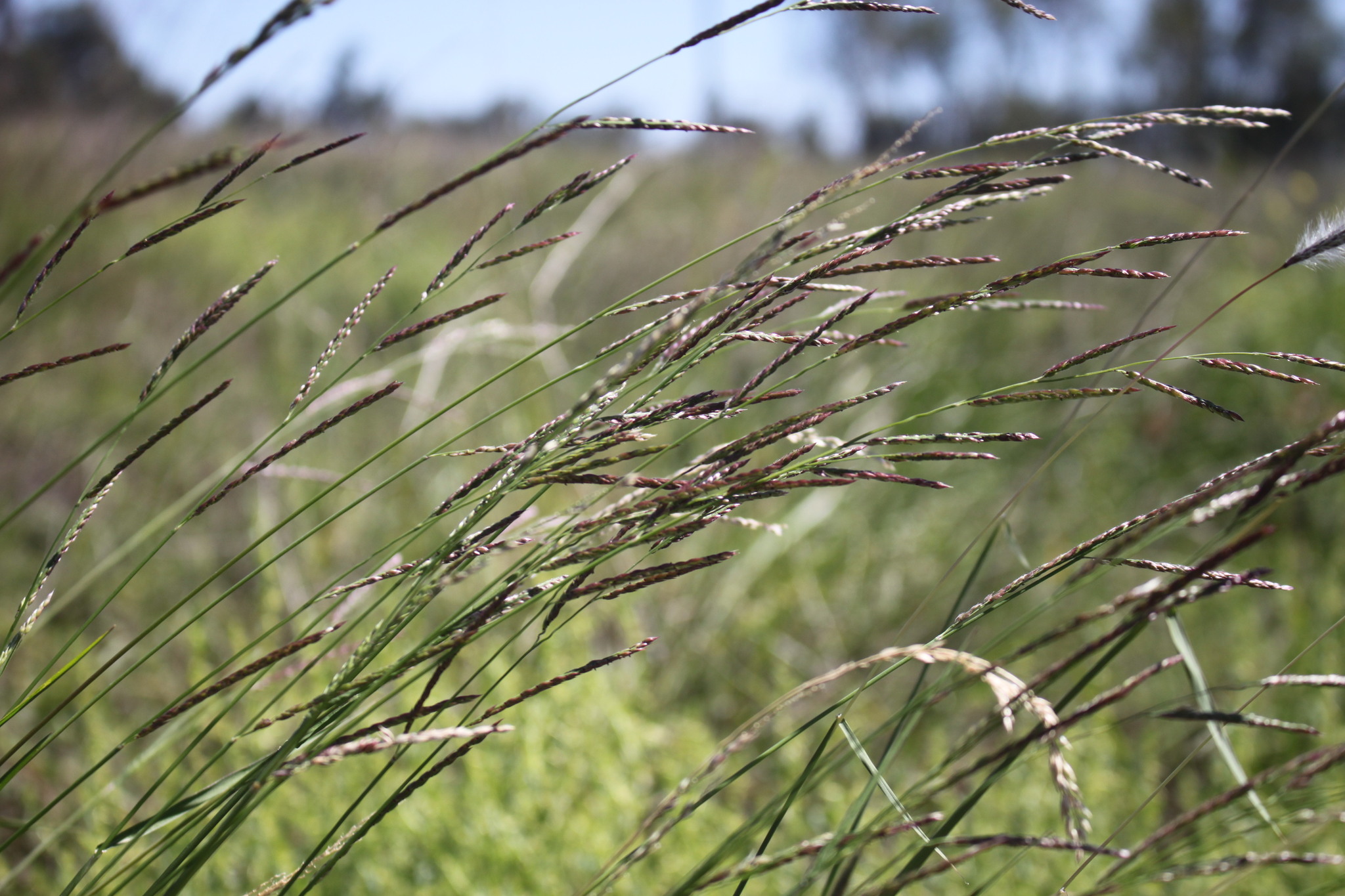 Eriochloa procera