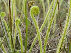 Drosera tracyi