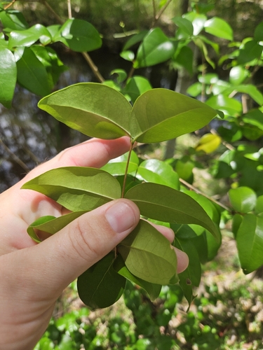 Foto de Pitanga