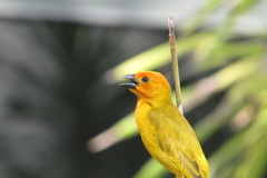 Ploceus bojeri