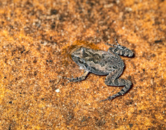 Northern Flinders Ranges Froglet photo 3
