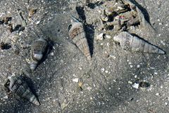 Clibanarius longitarsus