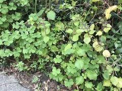 Urtica membranacea
