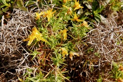 Genista hirsuta