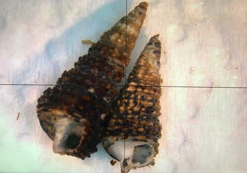Tympanotonos fuscatus
