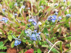 Myosotis arvensis