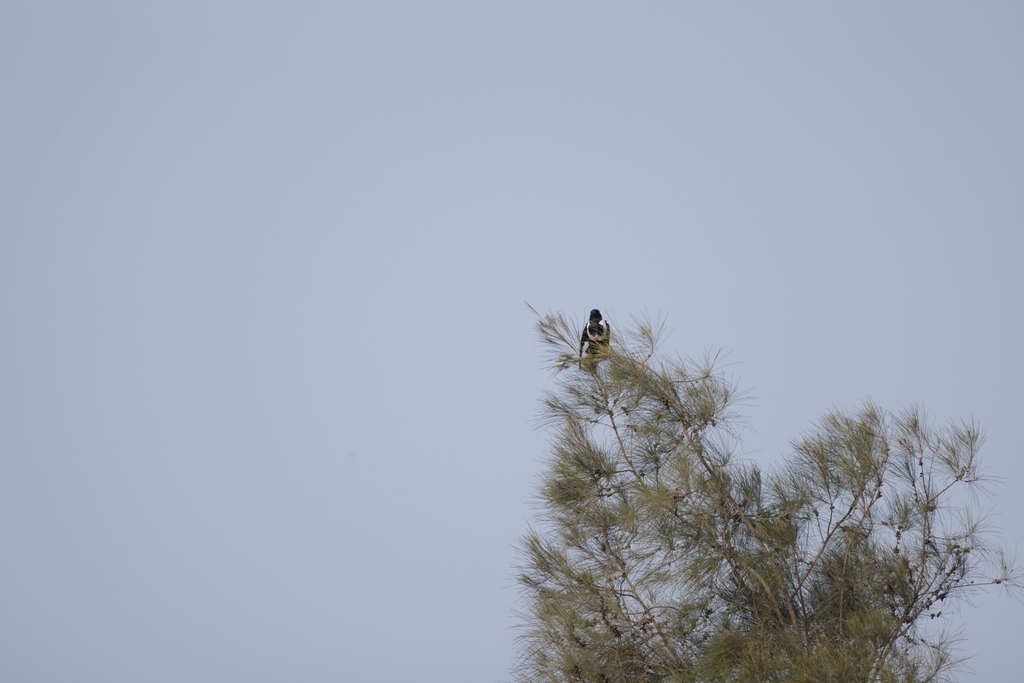 Collared Crow In January 2024 By Chan Kam Kong INaturalist   Large 