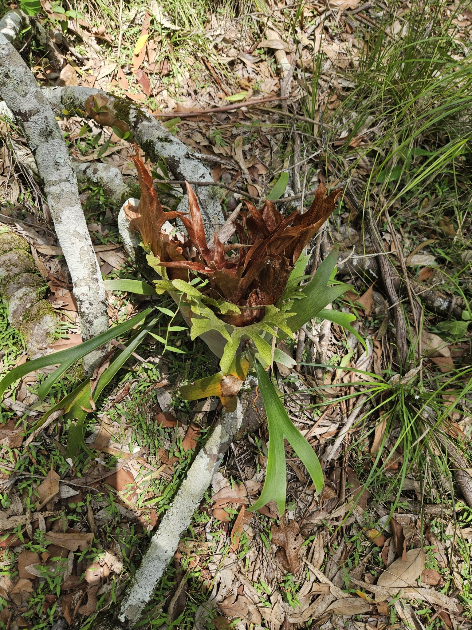 Imagem de Samambaia-de-chifre