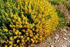 Genista hirsuta