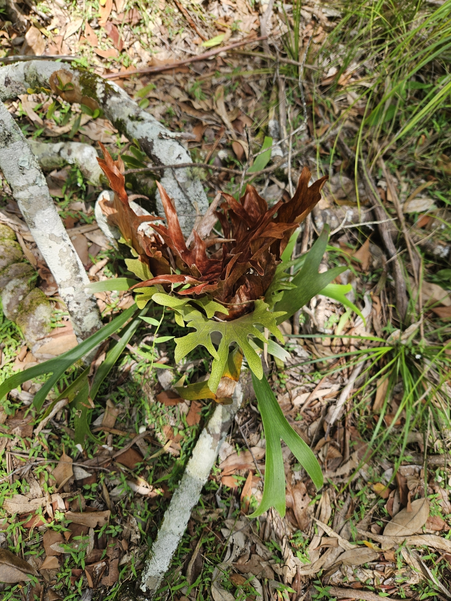 Imagem de Samambaia-de-chifre