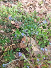 Myosotis arvensis